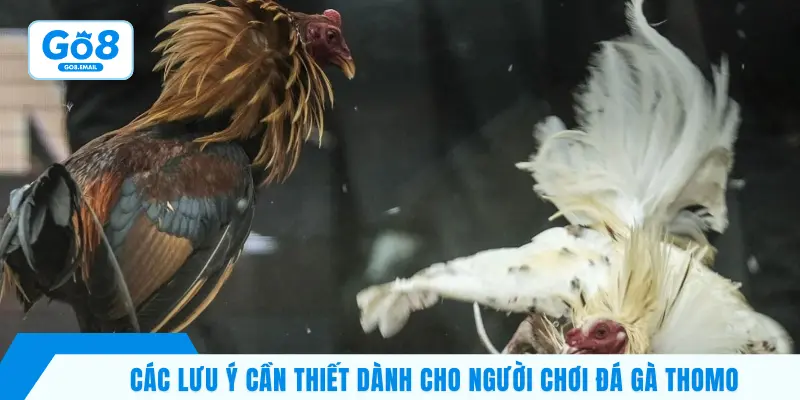 Các lưu ý cần thiết dành cho người chơi đá gà Thomo