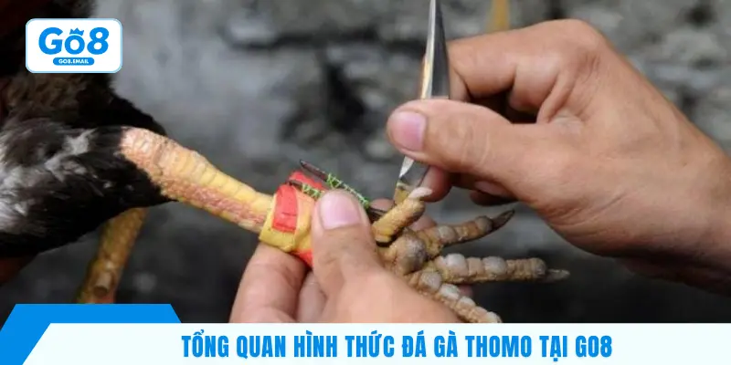 Khái quát hình thức đá gà cựa dao trên GO8