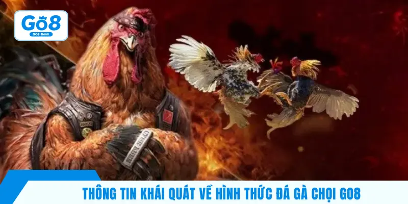 Thông tin khái quát về hình thức đá gà chọi GO8